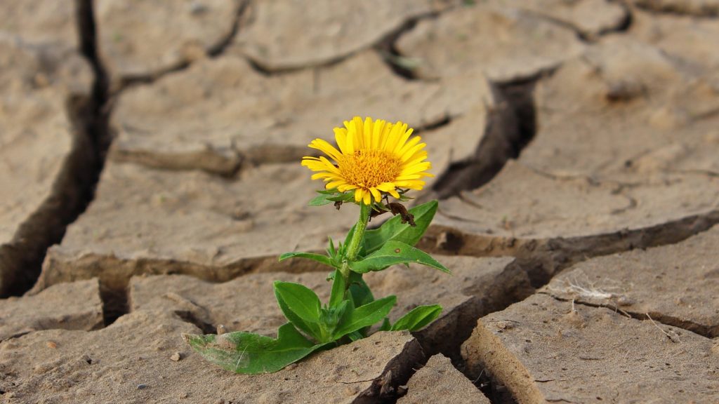 flower-887443_1280