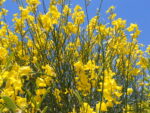 ginestra